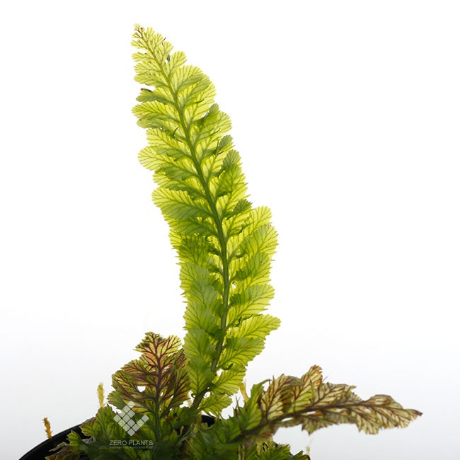 3_000000000307.jpg?1678209904