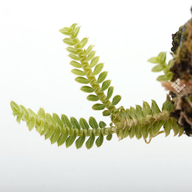 Dichaea hystricina��[ �ǥ����������ҥ��ȥꥷ�� ]���� PN190315-03 ��