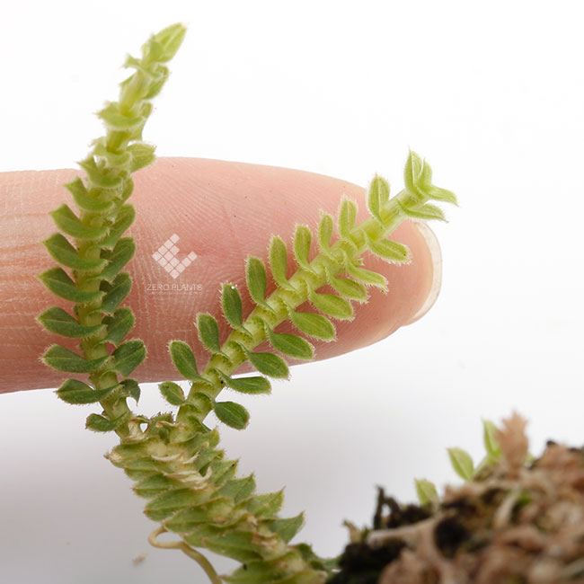 Dichaea hystricina��[ �ǥ����������ҥ��ȥꥷ�� ]���� PN190315-03 ��
