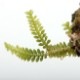 Dichaea hystricina��[ �ǥ����������ҥ��ȥꥷ�� ]���� PN190315-03 ��