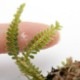 Dichaea hystricina��[ �ǥ����������ҥ��ȥꥷ�� ]���� PN190315-03 ��