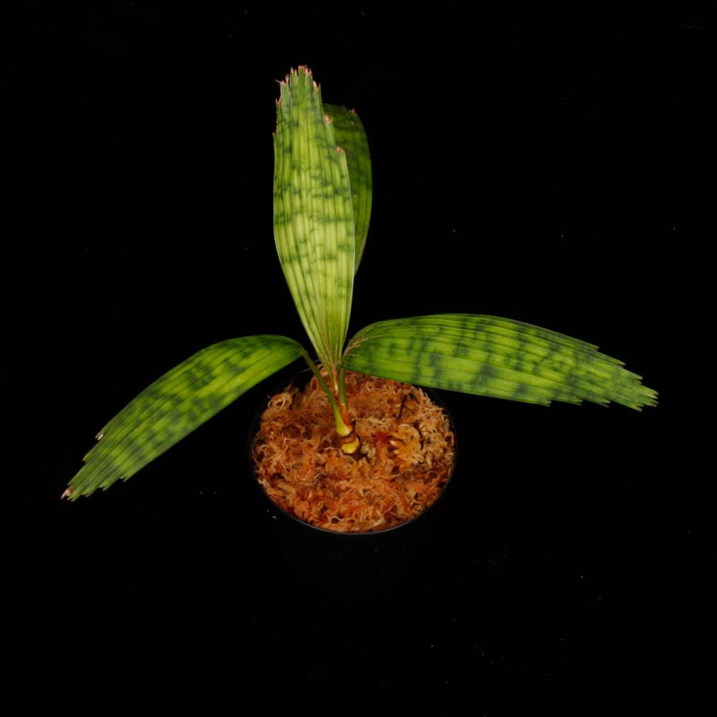 Licuala mattanensis 