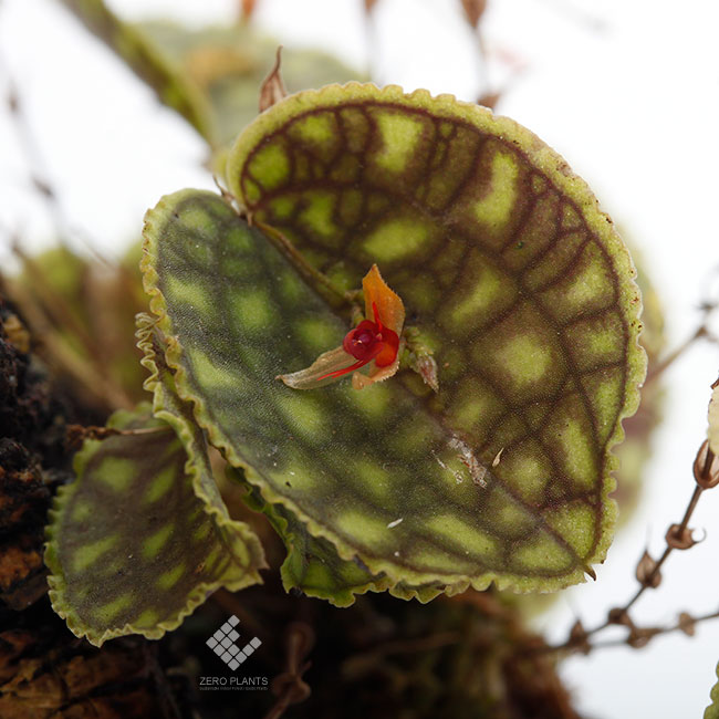 Lepanthes tentaculata [ レパンテス・テンタキュラータ ] 【 PN190315