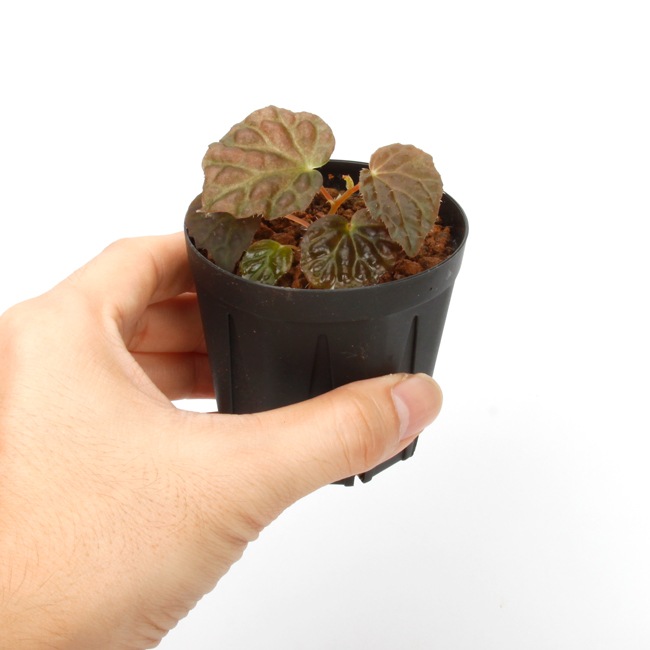 Begonia cv. ' ZERONIA [ XY-001 ] ' 1ݥåȡ  ZERO PLANTSȼΥ٥˥ʼ 