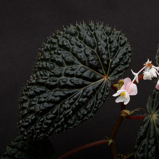 Begonia cv. ' ZERONIA [ XY-001 ] ' 1ݥåȡ  ZERO PLANTSȼΥ٥˥ʼ 