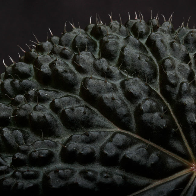 Begonia cv. ' ZERONIA [ XY-001 ] ' 1ݥåȡ  ZERO PLANTSȼΥ٥˥ʼ 