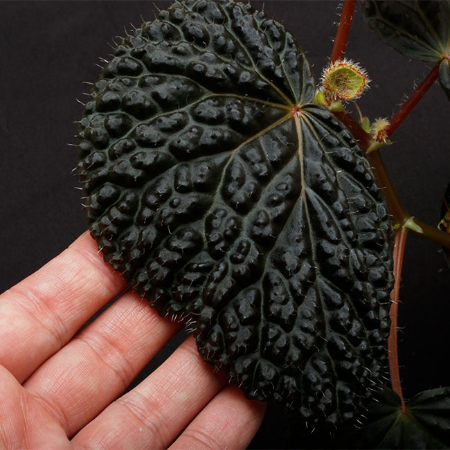 Begonia cv. ' ZERONIA [ XY-001 ] ' 1ݥåȡ  ZERO PLANTSȼΥ٥˥ʼ 