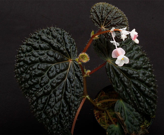 Begonia cv. ' ZERONIA [ XY-001 ] ' 1ݥåȡ  ZERO PLANTSȼΥ٥˥ʼ 