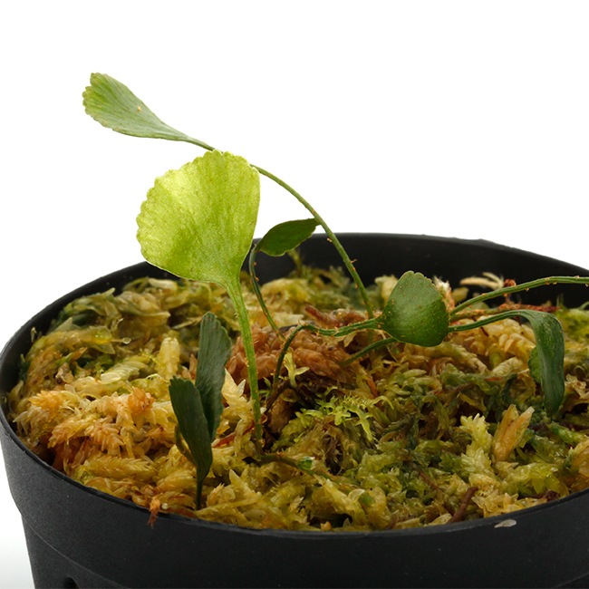 Elaphoglossum peltatum  [ ����ե������å��ࡦ�ڥ륿�ĥ� ]���� PN240205-02 ��