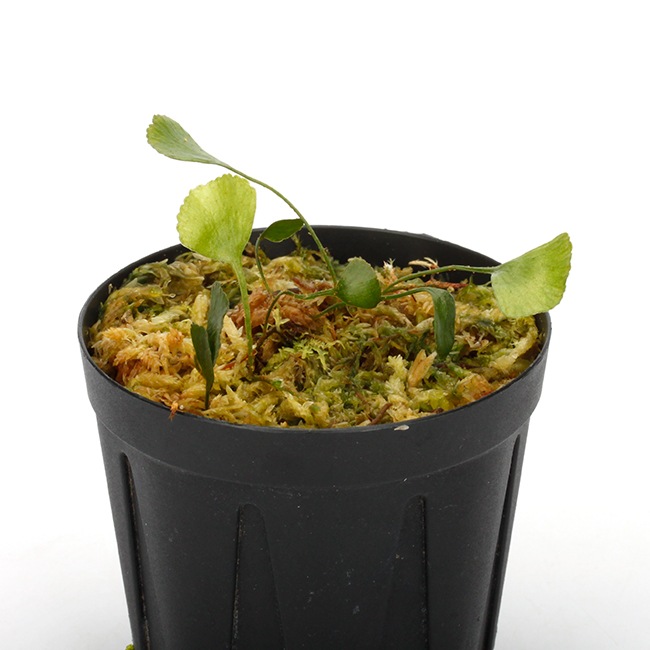 Elaphoglossum peltatum  [ ����ե������å��ࡦ�ڥ륿�ĥ� ]���� PN240205-02 ��