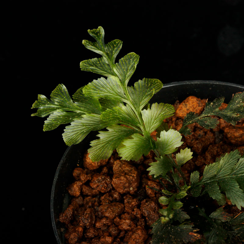 Cephalomanes sp.  ' Baratang Island, Andaman '[ եޥͥ sp. ' Х饿硢ޥ绺 ' ] PN250728-05 