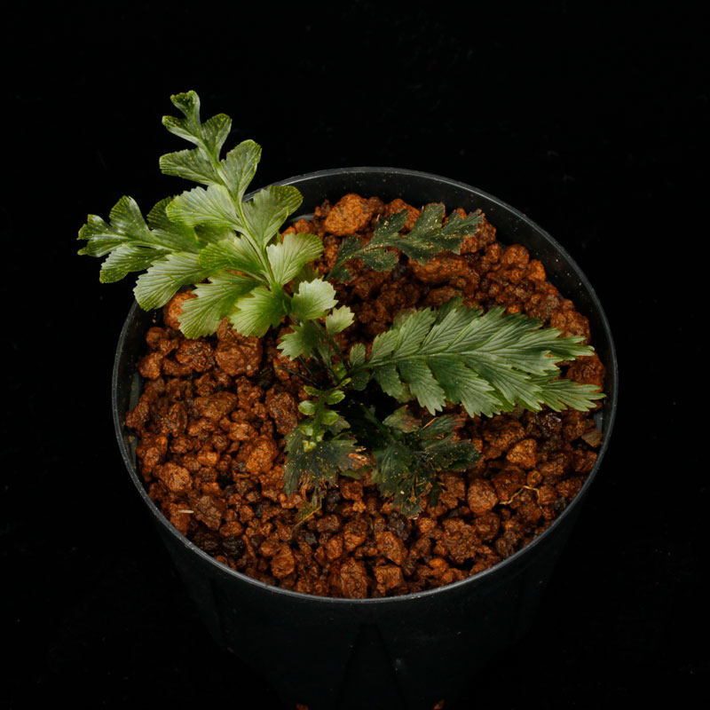 Cephalomanes sp.  ' Baratang Island, Andaman '[ եޥͥ sp. ' Х饿硢ޥ绺 ' ] PN250728-05 