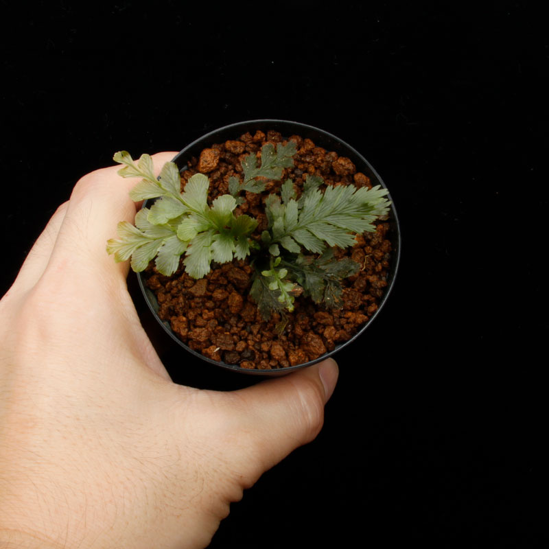 Cephalomanes sp.  ' Baratang Island, Andaman '[ եޥͥ sp. ' Х饿硢ޥ绺 ' ] PN250728-05 