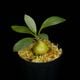 Anthorrhiza recurvispina (Rossel Island, PNG)��[ ����ȥ�ꥶ���쥯��ӥ��ԥ� ]��1�ݥå�