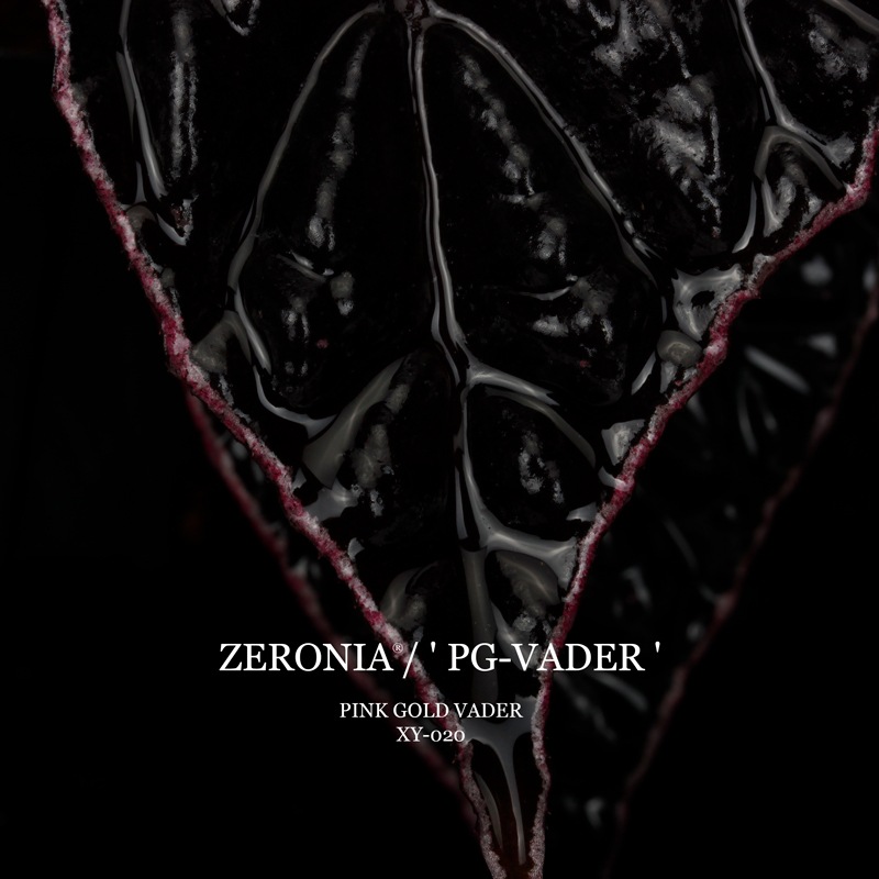 Begonia cv.  ZERONIA / ' PG-VADER ( PINK GOLD VADER ) '  [ XY-020 ]  �� 2026ǯ1����꡼�� / ZERO PLANTS�ȼ��Υ٥��˥������ʼ� ��