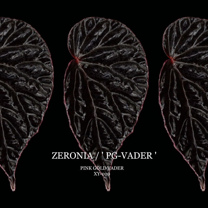 Begonia cv.  ZERONIA / ' PG-VADER ( PINK GOLD VADER ) '  [ XY-020 ]  �� 2026ǯ1����꡼�� / ZERO PLANTS�ȼ��Υ٥��˥������ʼ� ��