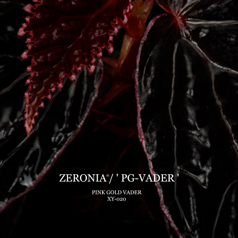 Begonia cv.  ZERONIA / ' PG-VADER ( PINK GOLD VADER ) '  [ XY-020 ]  �� 2026ǯ1����꡼�� / ZERO PLANTS�ȼ��Υ٥��˥������ʼ� ��