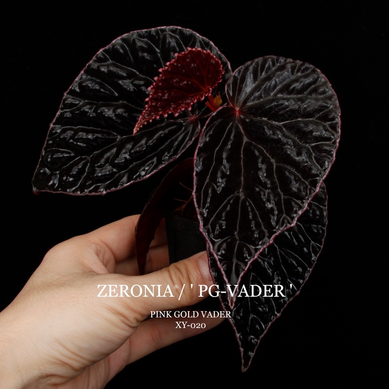 Begonia cv.  ZERONIA / ' PG-VADER ( PINK GOLD VADER ) '  [ XY-020 ]  �� 2026ǯ1����꡼�� / ZERO PLANTS�ȼ��Υ٥��˥������ʼ� ��