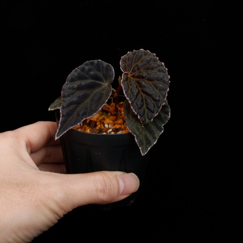 Begonia cv.  ZERONIA / ' PG-VADER ( PINK GOLD VADER ) '  [ XY-020 ]  �� 2026ǯ1����꡼�� / ZERO PLANTS�ȼ��Υ٥��˥������ʼ� ��