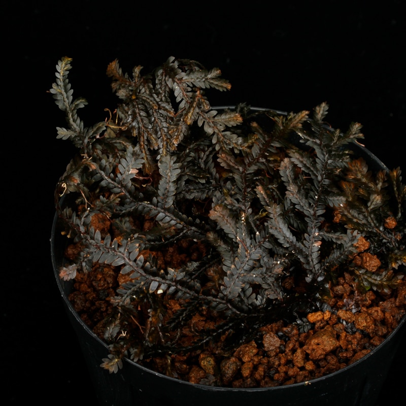 Selaginella sp. " Ecuador " [ ���饸�ͥ� sp.���������ɥ뻺 ]�� Ķ����Ū������̣���饸�ͥ� �ۡ� PN260704-06 ��