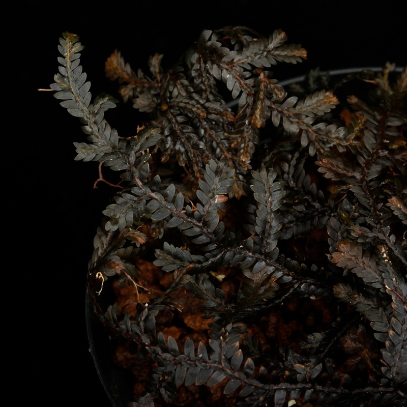 Selaginella sp. " Ecuador " [ ���饸�ͥ� sp.���������ɥ뻺 ]�� Ķ����Ū������̣���饸�ͥ� �ۡ� PN260704-06 ��