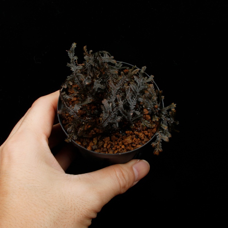 Selaginella sp. " Ecuador " [ ���饸�ͥ� sp.���������ɥ뻺 ]�� Ķ����Ū������̣���饸�ͥ� �ۡ� PN260704-06 ��