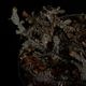 Selaginella sp. " Ecuador " [ ���饸�ͥ� sp.���������ɥ뻺 ]�� Ķ����Ū������̣���饸�ͥ� �ۡ� PN260704-06 ��