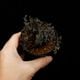Selaginella sp. " Ecuador " [ ���饸�ͥ� sp.���������ɥ뻺 ]�� Ķ����Ū������̣���饸�ͥ� �ۡ� PN260704-06 ��