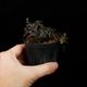Selaginella sp. " Ecuador " [ ���饸�ͥ� sp.���������ɥ뻺 ]�� Ķ����Ū������̣���饸�ͥ� �ۡ� PN260704-06 ��