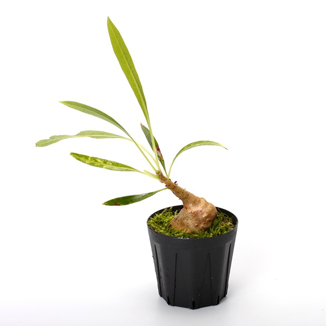 Myrmecodia spec. 