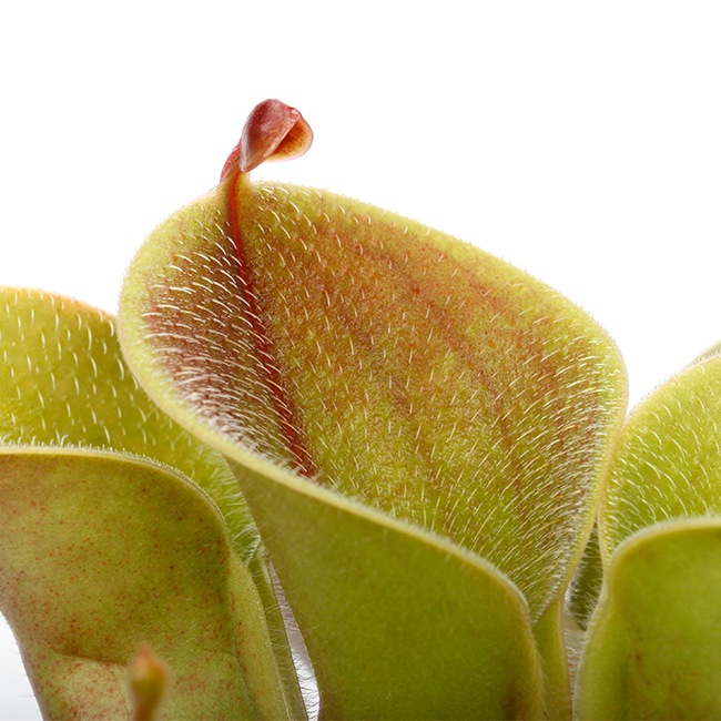 Heliamphora minor var. pilosa (Auyan)[ إꥢե顦ߥΡ var. ԥ ] PN240205-03 