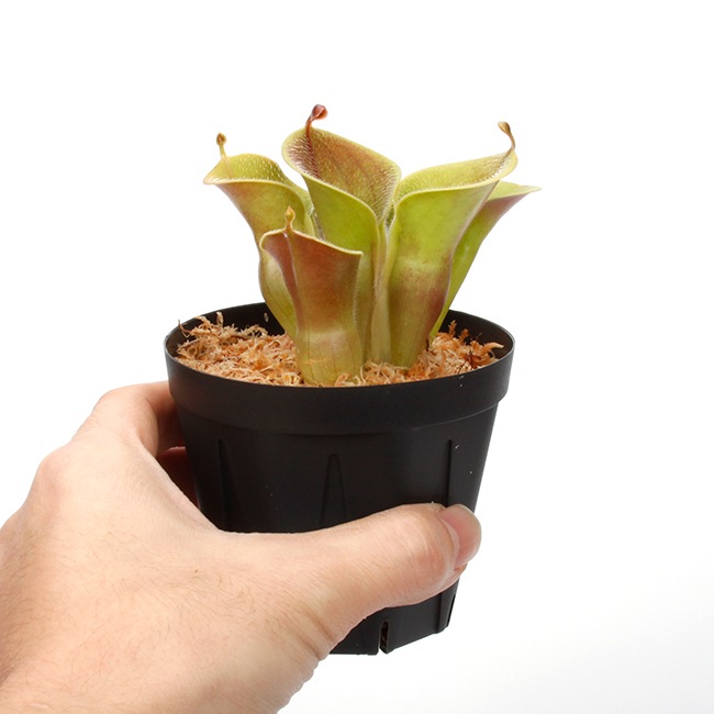 Heliamphora minor var. pilosa (Auyan)[ إꥢե顦ߥΡ var. ԥ ] PN240205-03 