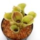 Heliamphora minor var. pilosa (Auyan)[ إꥢե顦ߥΡ var. ԥ ] PN240205-03 