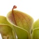 Heliamphora minor var. pilosa (Auyan)[ إꥢե顦ߥΡ var. ԥ ] PN240205-03 