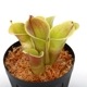 Heliamphora minor var. pilosa (Auyan)[ إꥢե顦ߥΡ var. ԥ ] PN240205-03 