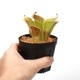 Heliamphora minor var. pilosa (Auyan)[ إꥢե顦ߥΡ var. ԥ ] PN240205-03 
