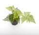 Davallia sp. ' Northern Thailand / Golden Triangle / C '[ Хꥢ sp.  ] PN240811-04 