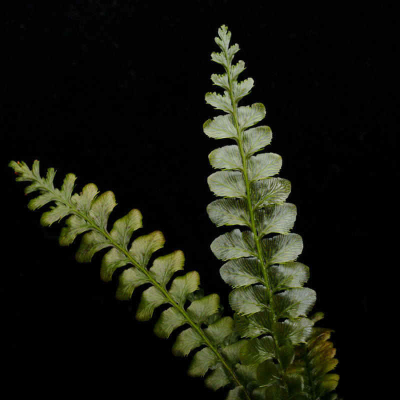 Cephalomanes javanicum��[ ���ե����ޥͥ�������Х˥��� ]���� PN260706-04 ��