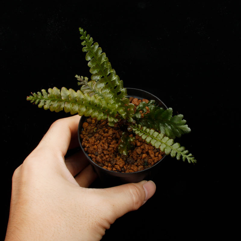 Cephalomanes javanicum��[ ���ե����ޥͥ�������Х˥��� ]���� PN260706-04 ��