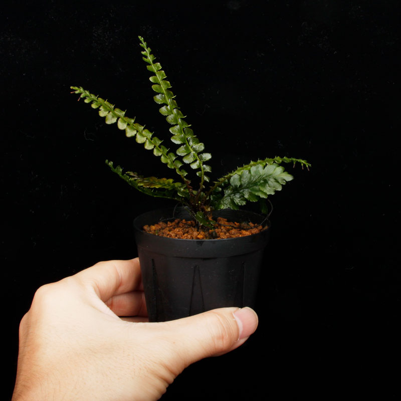 Cephalomanes javanicum��[ ���ե����ޥͥ�������Х˥��� ]���� PN260706-04 ��