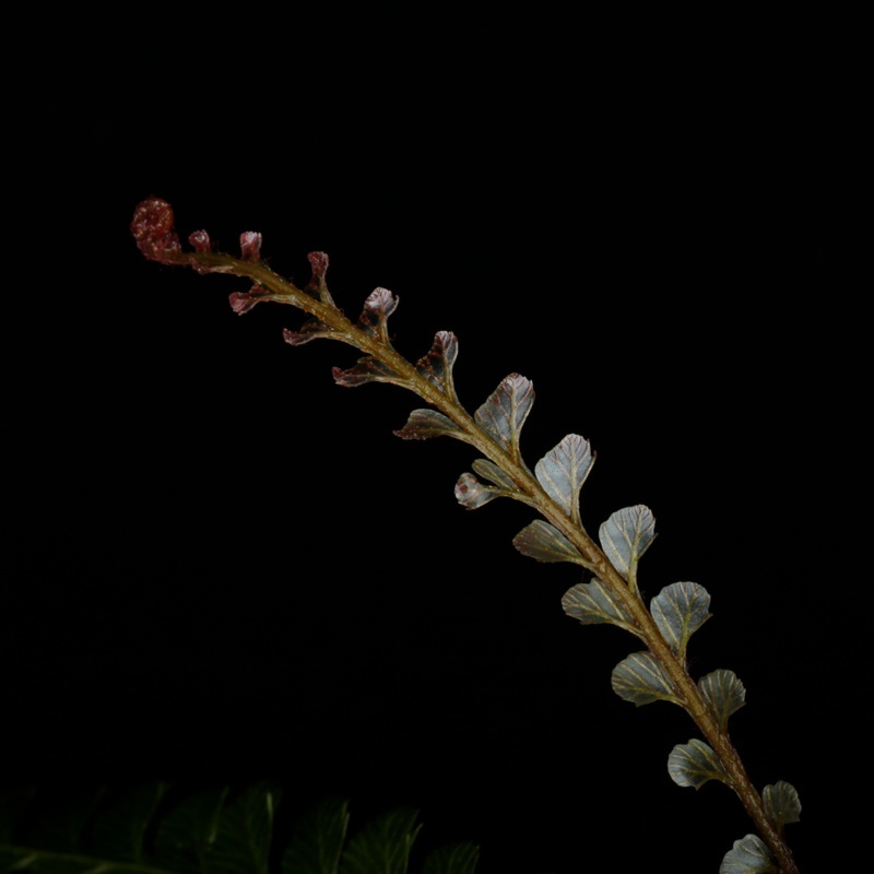 Cephalomanes javanicum��[ ���ե����ޥͥ�������Х˥��� ]���� PN260706-04 ��