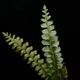 Cephalomanes javanicum��[ ���ե����ޥͥ�������Х˥��� ]���� PN260706-04 ��