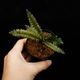 Cephalomanes javanicum��[ ���ե����ޥͥ�������Х˥��� ]���� PN260706-04 ��