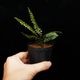 Cephalomanes javanicum��[ ���ե����ޥͥ�������Х˥��� ]���� PN260706-04 ��