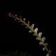 Cephalomanes javanicum��[ ���ե����ޥͥ�������Х˥��� ]���� PN260706-04 ��