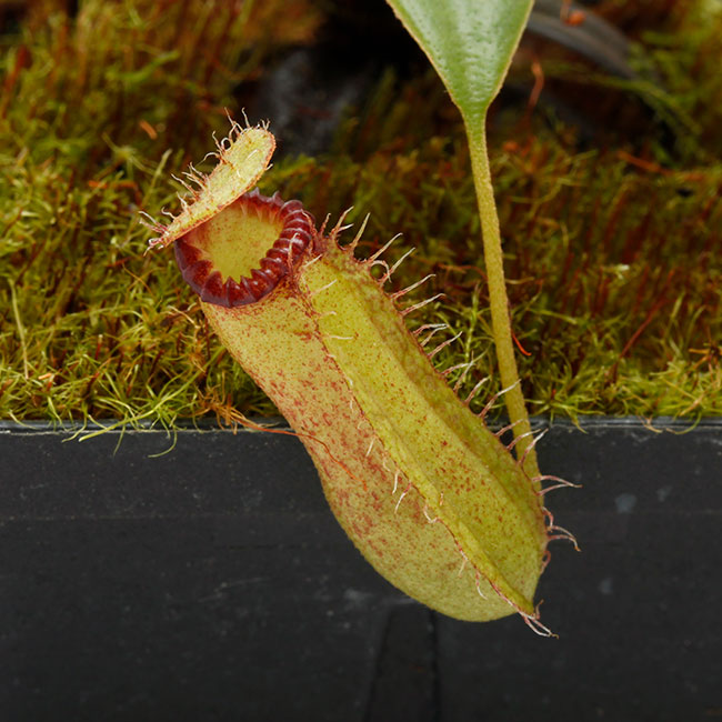 Nepenthes hamata × edwardsiana [ ネペンテス・ハマタ×エドワード