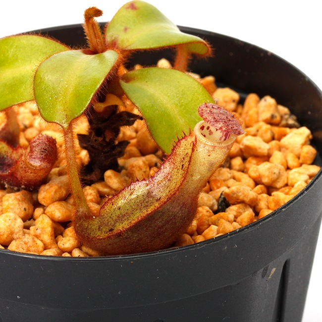 Nepenthes clipeata [ ネペンテス・クリペアタ ] 【 PN231121-03