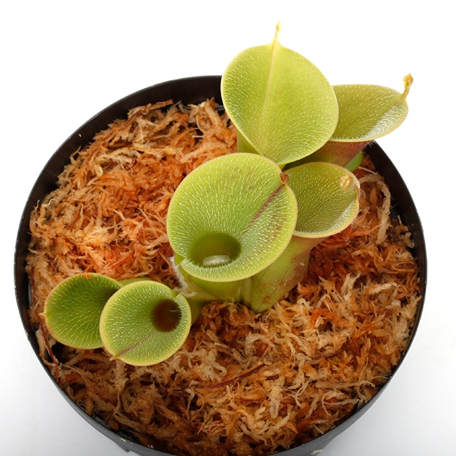 Heliamphora minor var. pilosa (Auyan)��[ �إꥢ��ե��顦�ߥΡ��� var. �ԥ��� ]���� PN240205-04 ��