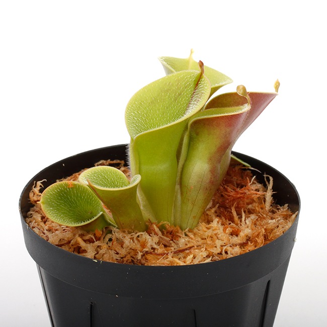 Heliamphora minor var. pilosa (Auyan)��[ �إꥢ��ե��顦�ߥΡ��� var. �ԥ��� ]���� PN240205-04 ��