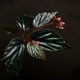 Begonia kapuashuluensis[ ٥˥ץե륨󥷥 ]1ݥå